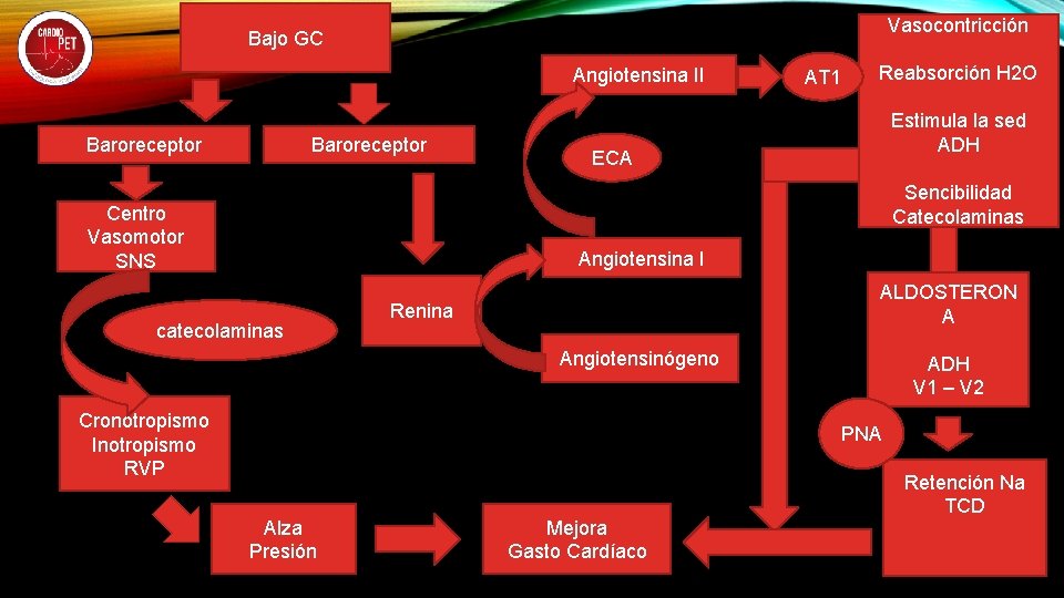 Vasocontricción Bajo GC Angiotensina II Baroreceptor AT 1 Reabsorción H 2 O Estimula la