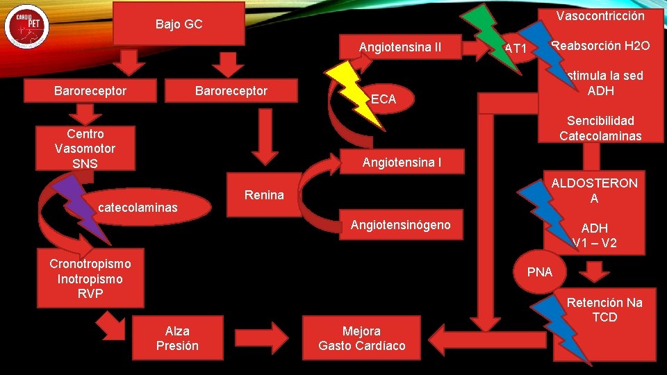 Vasocontricción Bajo GC Angiotensina II Baroreceptor AT 1 Reabsorción H 2 O Estimula la