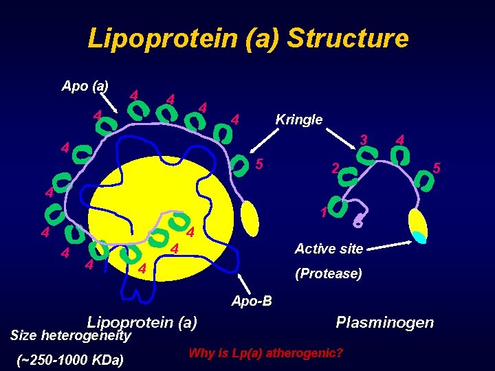 Lipoprotein (a) Structure Apo (a) 4 4 4 Kringle 3 4 5 2 4