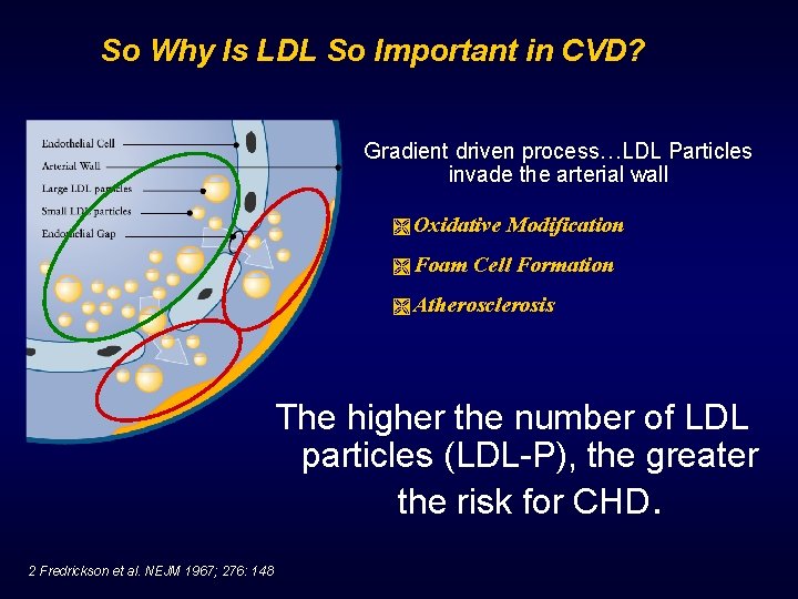 So Why Is LDL So Important in CVD? Gradient driven process…LDL Particles invade the