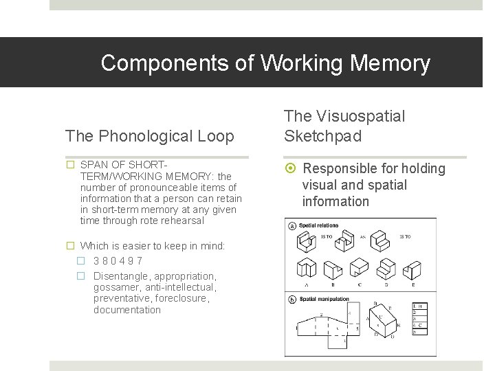 Components of Working Memory The Phonological Loop � SPAN OF SHORTTERM/WORKING MEMORY: the number