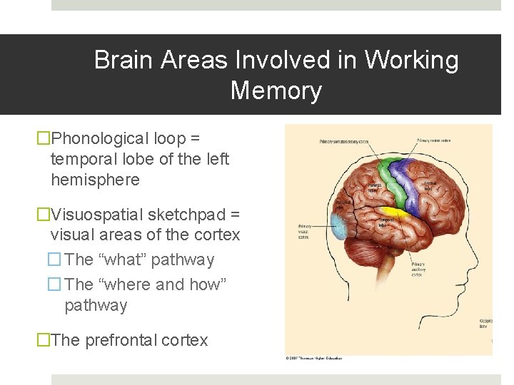 Brain Areas Involved in Working Memory �Phonological loop = temporal lobe of the left