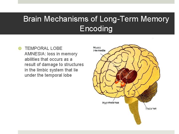 Brain Mechanisms of Long-Term Memory Encoding TEMPORAL LOBE AMNESIA: loss in memory abilities that