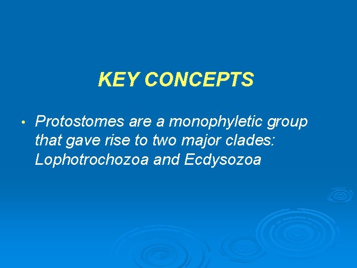 KEY CONCEPTS • Protostomes are a monophyletic group that gave rise to two major