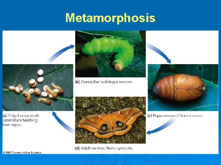 Metamorphosis 