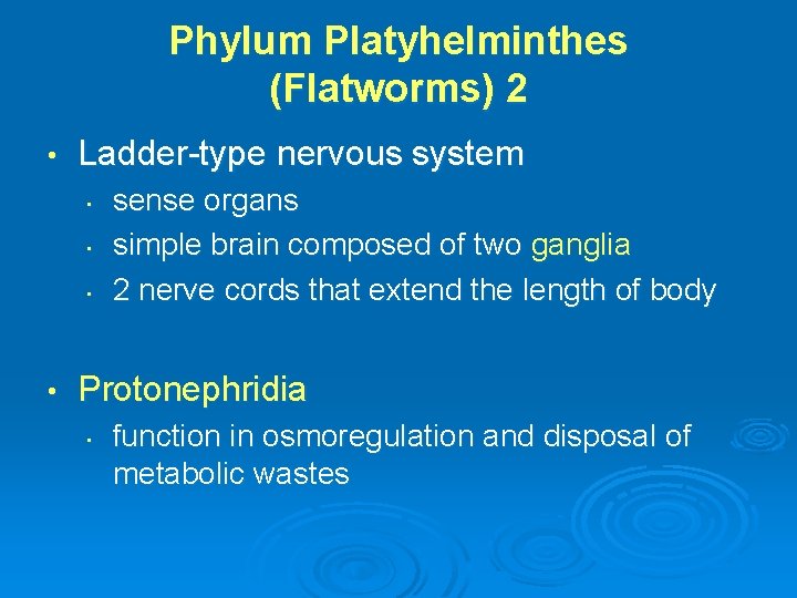 Phylum Platyhelminthes (Flatworms) 2 • Ladder-type nervous system • • sense organs simple brain