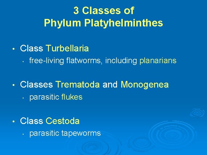 3 Classes of Phylum Platyhelminthes • Class Turbellaria • • Classes Trematoda and Monogenea