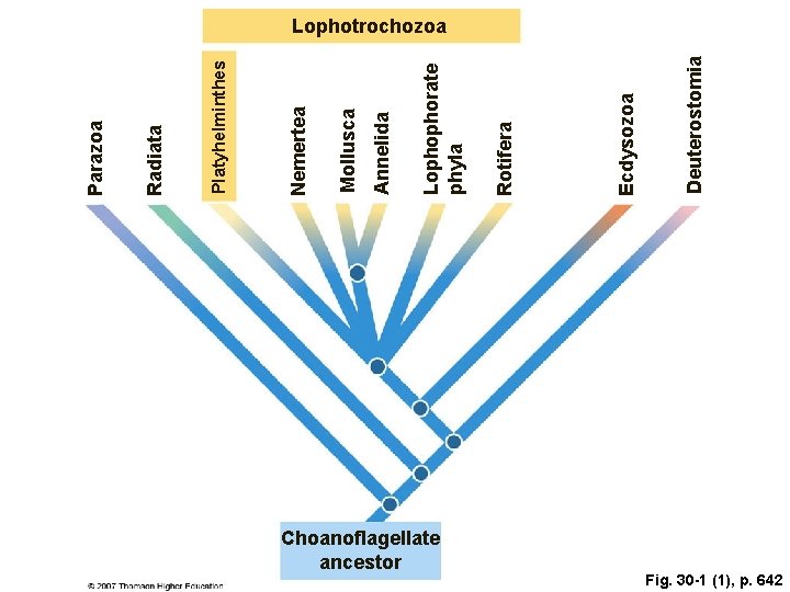 Choanoflagellate ancestor Deuterostomia Ecdysozoa Rotifera Lophophorate phyla Annelida Mollusca Nemertea Platyhelminthes Radiata Parazoa Lophotrochozoa