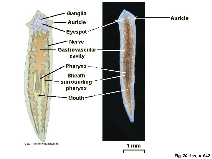 Ganglia Auricle Eyespot Nerve Gastrovascular cavity Pharynx Sheath surrounding pharynx Mouth 1 mm Fig.