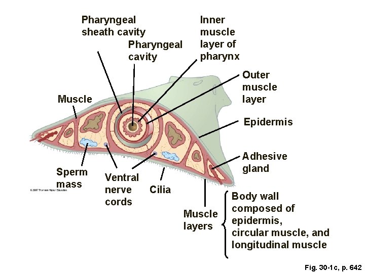 Pharyngeal sheath cavity Pharyngeal cavity Inner muscle layer of pharynx Outer muscle layer Muscle