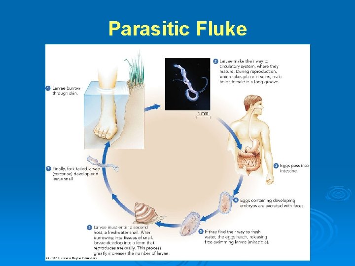 Parasitic Fluke 