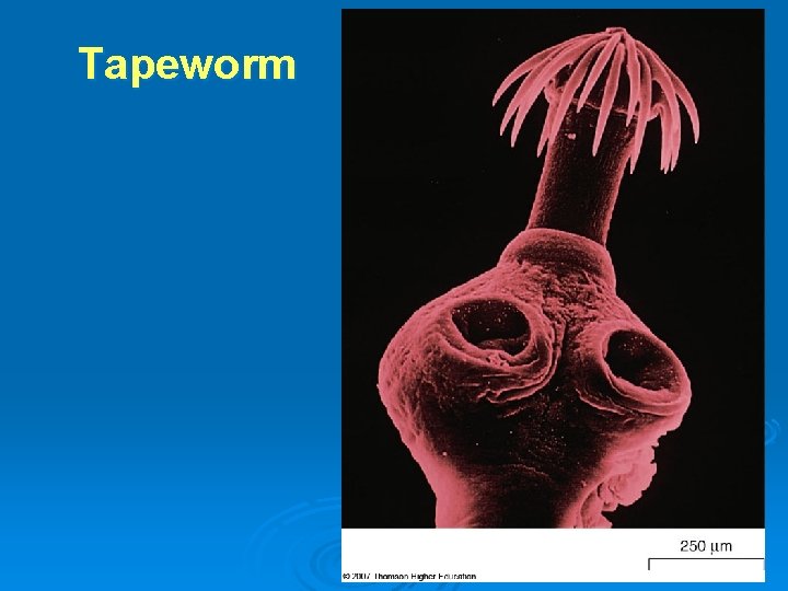 Tapeworm 