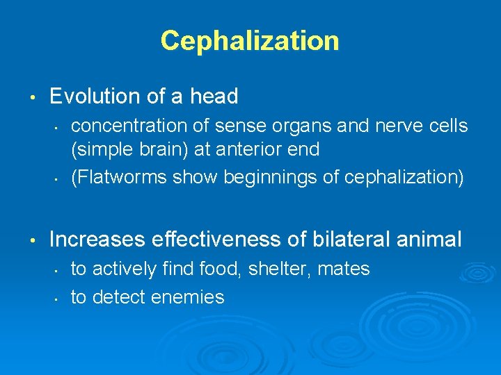 Cephalization • Evolution of a head • • • concentration of sense organs and