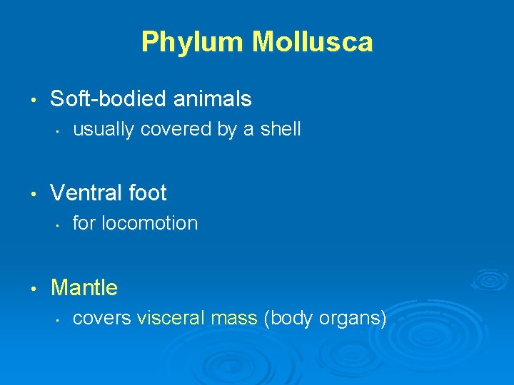 Phylum Mollusca • Soft-bodied animals • • Ventral foot • • usually covered by