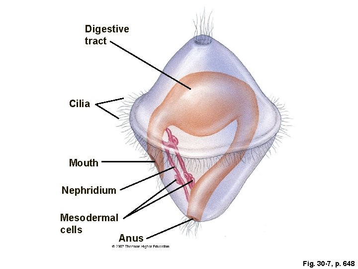 Digestive tract Cilia Mouth Nephridium Mesodermal cells Anus Fig. 30 -7, p. 648 