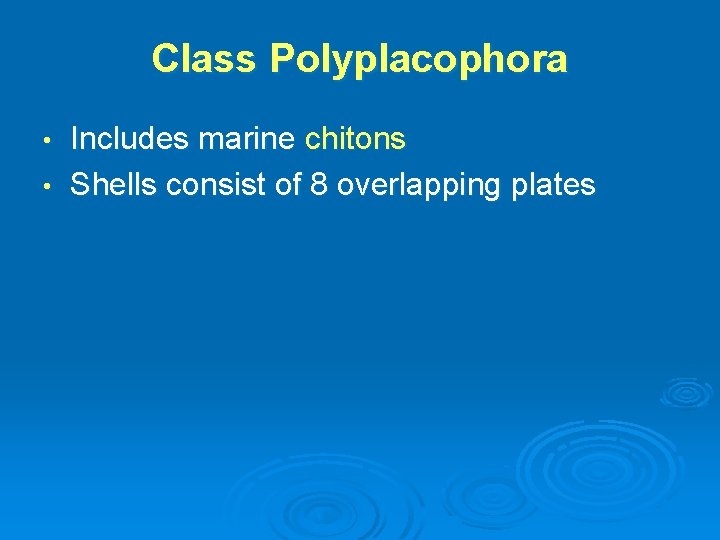 Class Polyplacophora Includes marine chitons • Shells consist of 8 overlapping plates • 