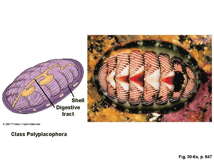 Shell Digestive tract Class Polyplacophora Fig. 30 -6 a, p. 647 