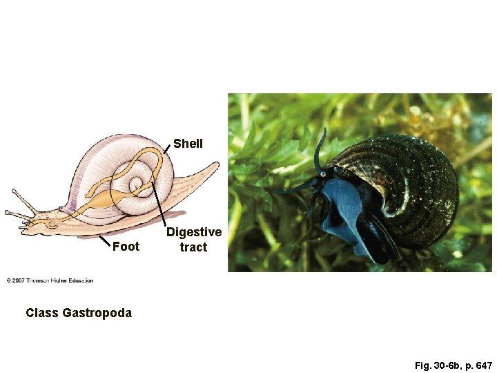 Shell Foot Digestive tract Class Gastropoda Fig. 30 -6 b, p. 647 