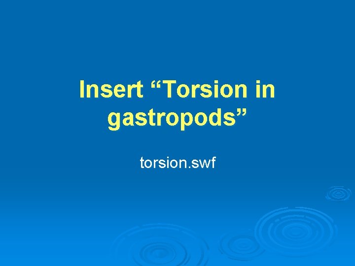 Insert “Torsion in gastropods” torsion. swf 