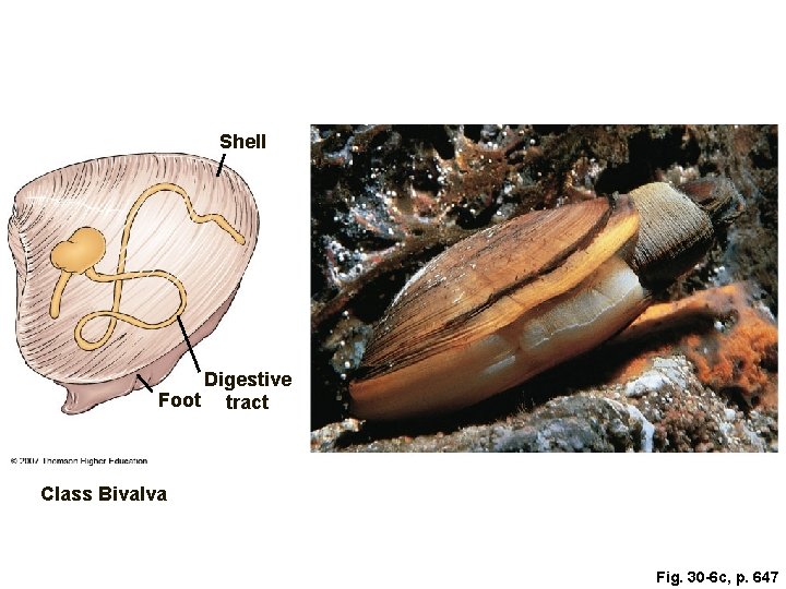 Shell Digestive Foot tract Class Bivalva Fig. 30 -6 c, p. 647 