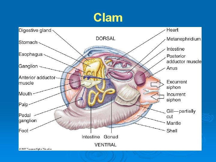 Clam 