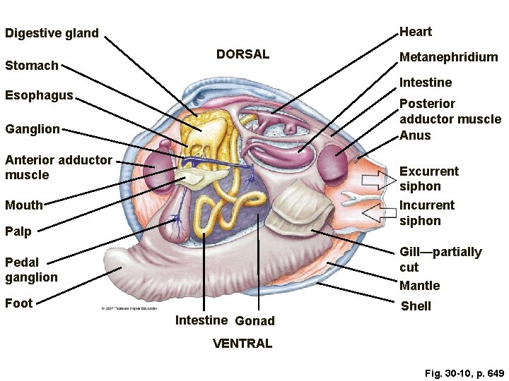 Heart Digestive gland Stomach DORSAL Metanephridium Intestine Esophagus Posterior adductor muscle Anus Ganglion Anterior