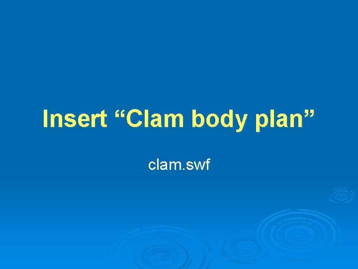 Insert “Clam body plan” clam. swf 