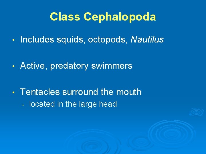 Class Cephalopoda • Includes squids, octopods, Nautilus • Active, predatory swimmers • Tentacles surround