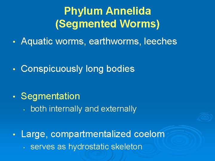 Phylum Annelida (Segmented Worms) • Aquatic worms, earthworms, leeches • Conspicuously long bodies •