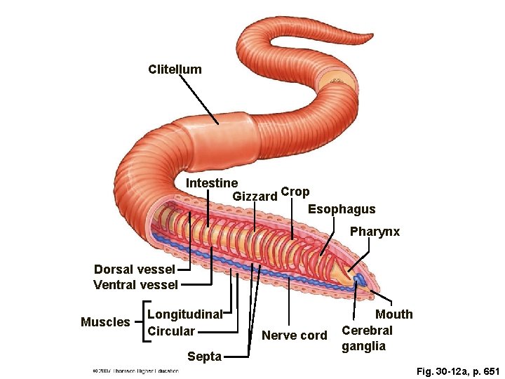 Clitellum Intestine Gizzard Crop Esophagus Pharynx Dorsal vessel Ventral vessel Muscles Longitudinal Circular Septa