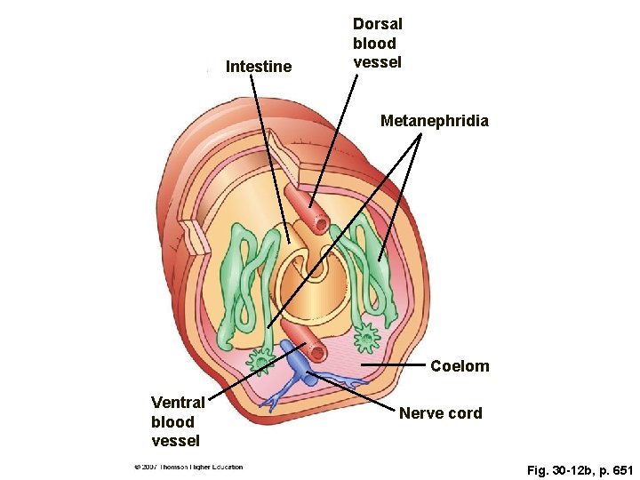 Intestine Dorsal blood vessel Metanephridia Coelom Ventral blood vessel Nerve cord Fig. 30 -12