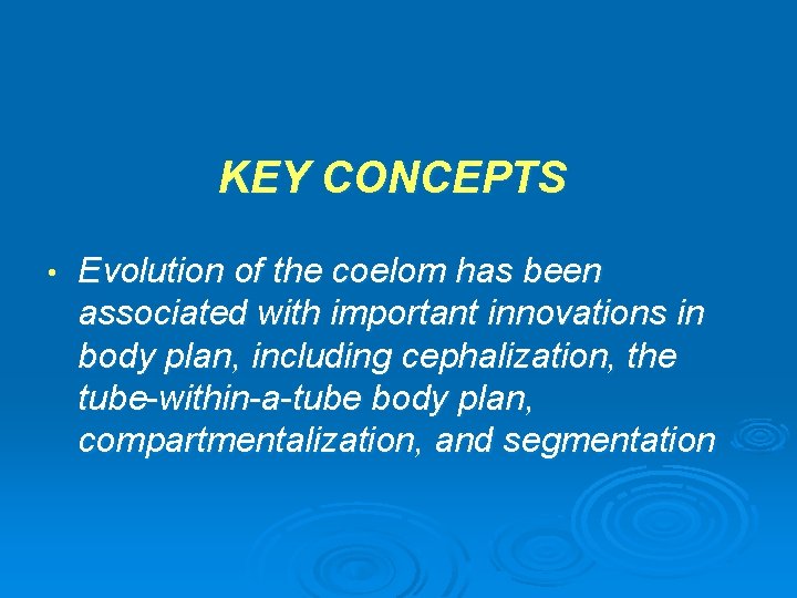 KEY CONCEPTS • Evolution of the coelom has been associated with important innovations in