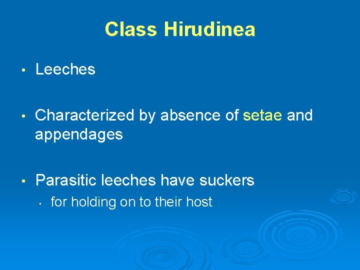 Class Hirudinea • Leeches • Characterized by absence of setae and appendages • Parasitic