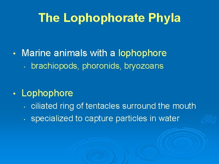 The Lophophorate Phyla • Marine animals with a lophophore • • brachiopods, phoronids, bryozoans