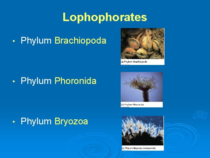 Lophophorates • Phylum Brachiopoda • Phylum Phoronida • Phylum Bryozoa 