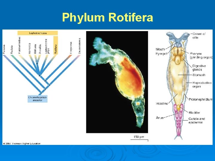 Phylum Rotifera 