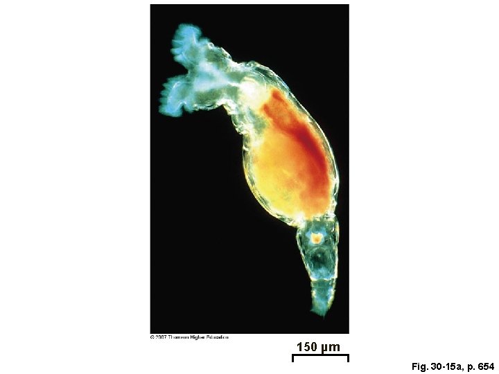 150 µm Fig. 30 -15 a, p. 654 