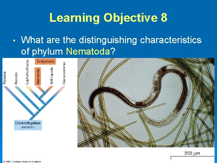 Learning Objective 8 • What are the distinguishing characteristics of phylum Nematoda? 