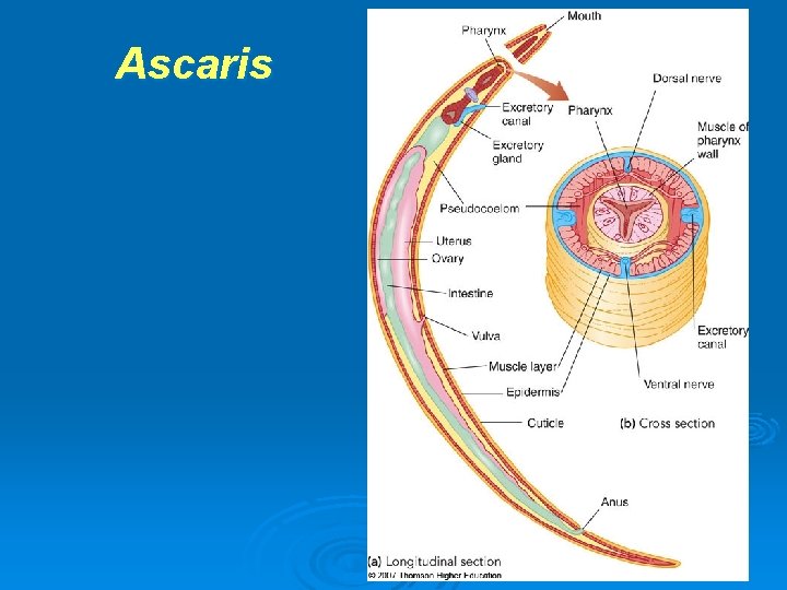 Ascaris 