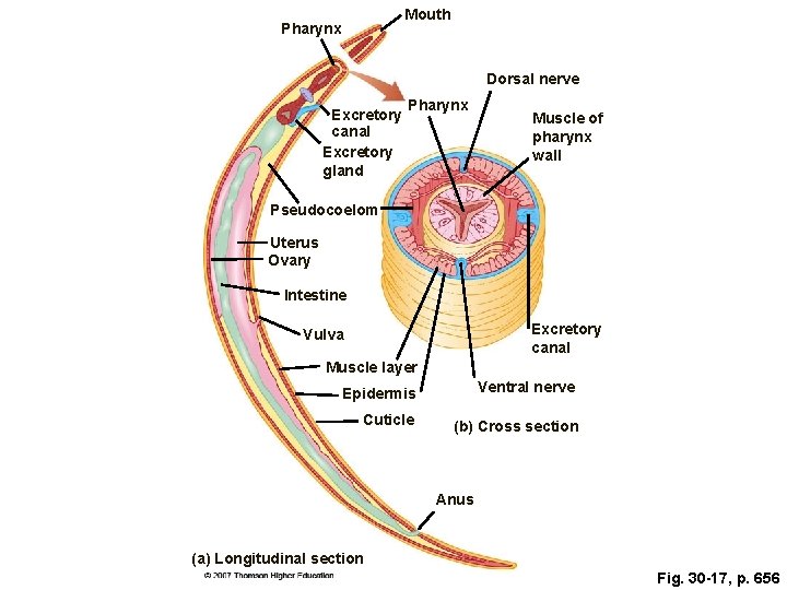 Mouth Pharynx Dorsal nerve Excretory canal Excretory gland Pharynx Muscle of pharynx wall Pseudocoelom