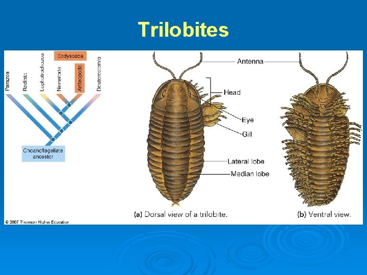 Trilobites 