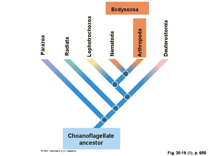 Deuterostomia Arthropoda Nematoda Lophotrochozoa Radiata Parazoa Ecdysozoa Choanoflagellate ancestor Fig. 30 -19 (1), p.