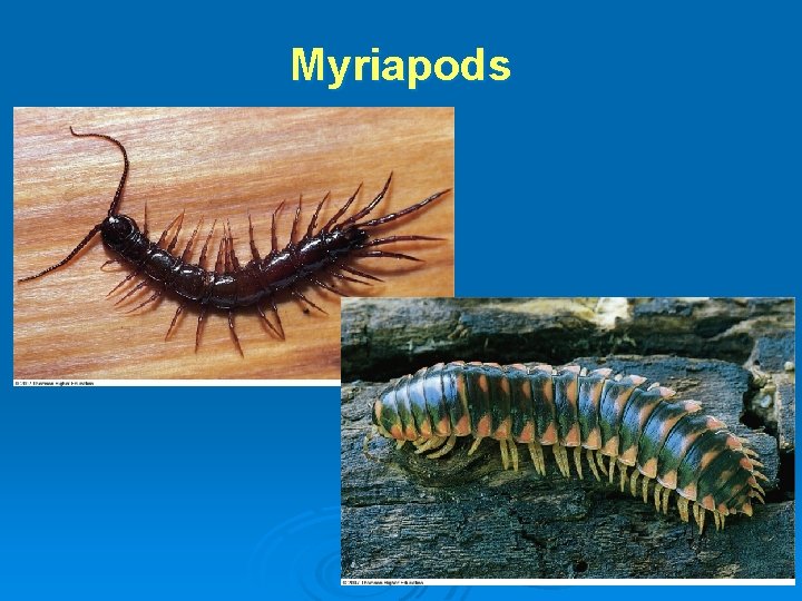 Myriapods 