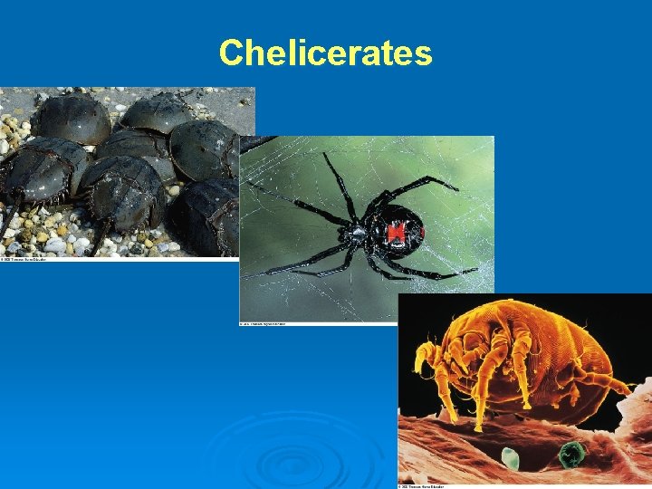 Chelicerates 