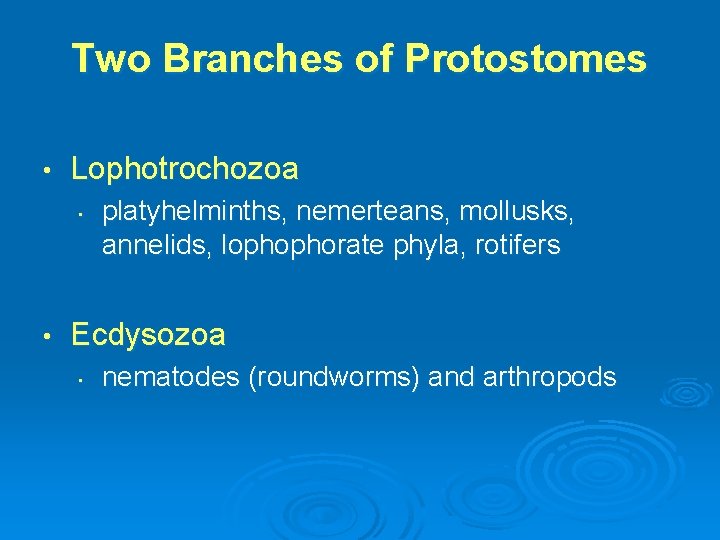 Two Branches of Protostomes • Lophotrochozoa • • platyhelminths, nemerteans, mollusks, annelids, lophophorate phyla,