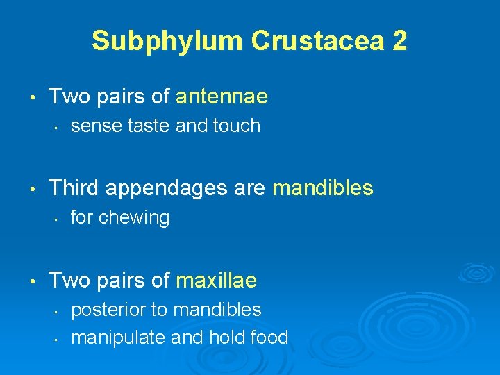 Subphylum Crustacea 2 • Two pairs of antennae • • Third appendages are mandibles