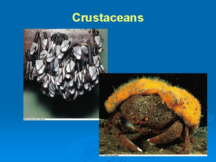 Crustaceans 