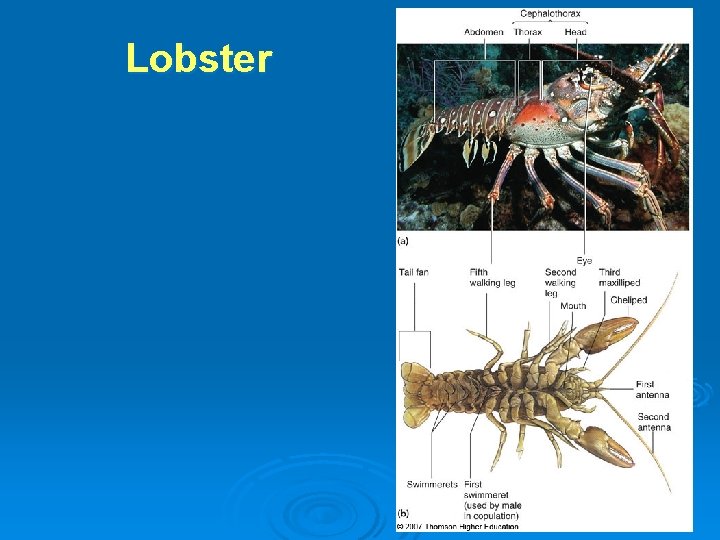 Lobster 