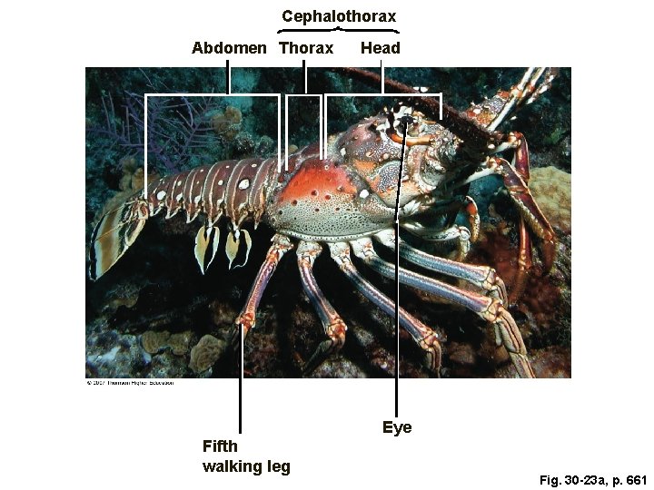 Cephalothorax Abdomen Thorax Head Eye Fifth walking leg Fig. 30 -23 a, p. 661