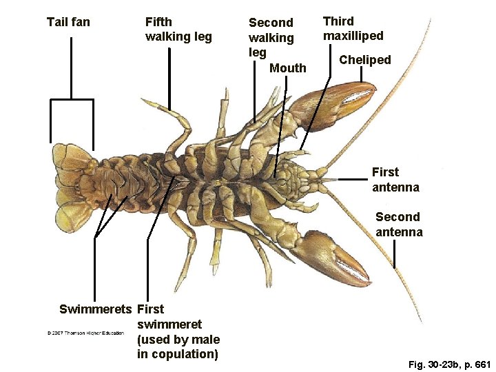 Tail fan Fifth walking leg Second walking leg Mouth Third maxilliped Cheliped First antenna